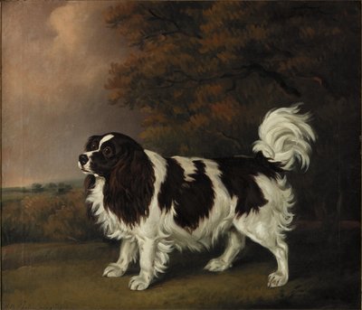 Studie eines King Charles Spaniels von Henry Bernard Chalon